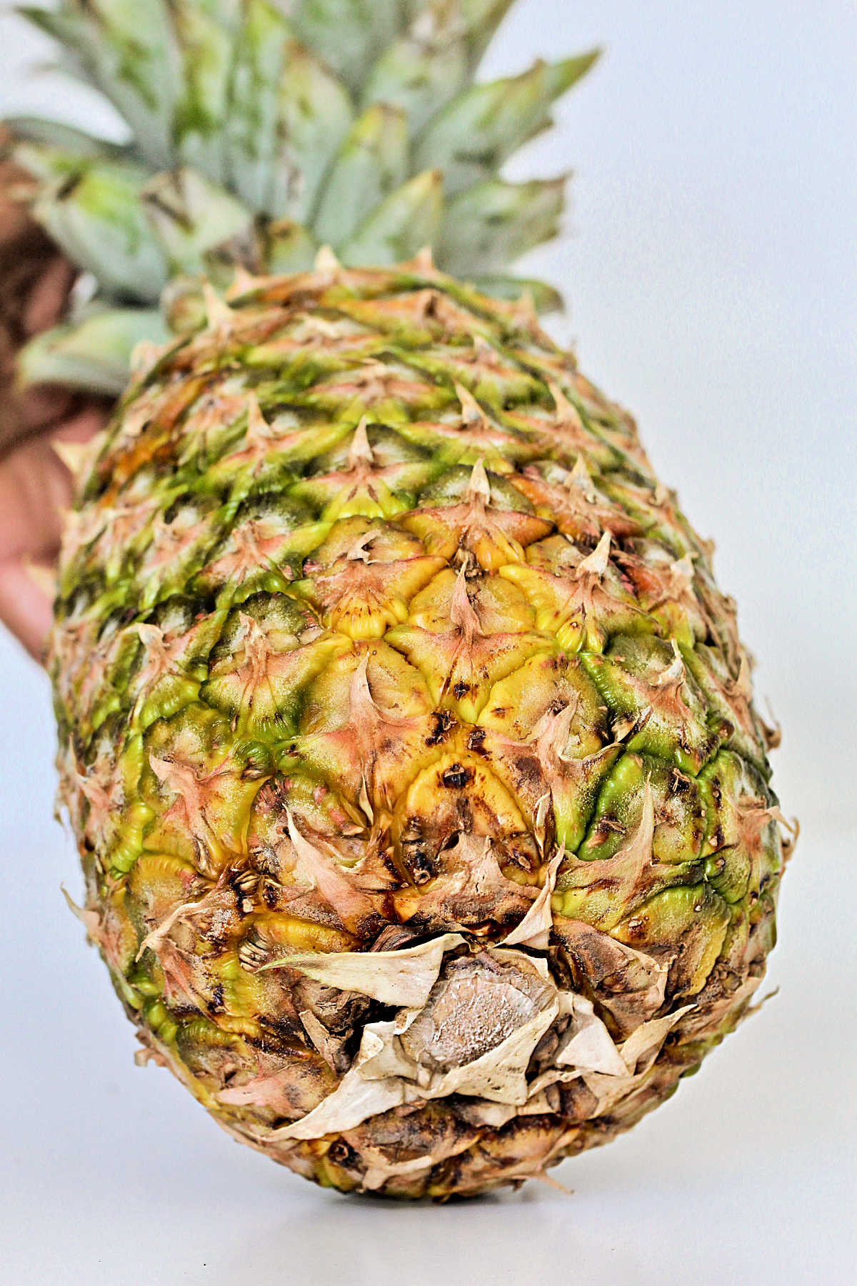 Pineapple with yellow color at base.